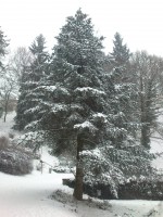 /album/hochzeit-in-england/winter-im-park14-jpg/